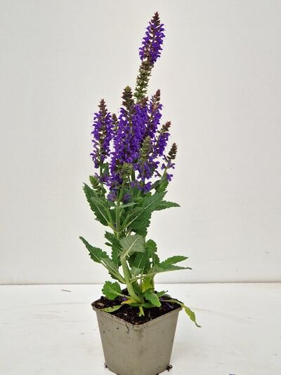 Salvia nemorosa 'April Night' – Steppen-Salbei 'April Night' P9 im Topf mit violetten Blütenähren und grünem Laub