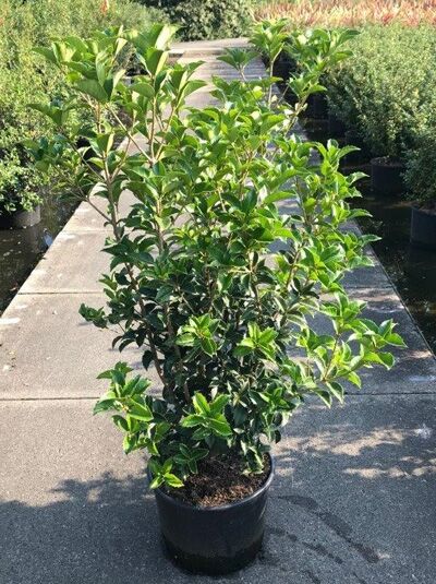 Osmanthus armatus / Chinesische Duftblüte, immergrüner Strauch im Topf, 100-125 cm, C20, mit glänzendem Laub und aufrechten Trieben