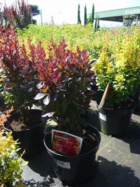 Berberitze Berberis thunbergii 'Red Rocket' 30-40 cm C2 im Topf mit dunkelrotem Laub und aufrechtem Wuchs