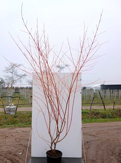 Buntrindiger Hartriegel 'Anny’s Winter Orange' / Cornus sanguinea 'Anny’s Winter Orange'