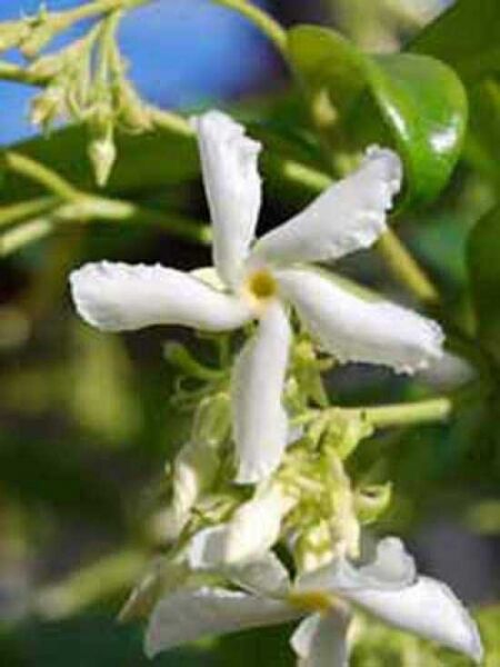 Sternjasmin / Trachelospermum jasminoides