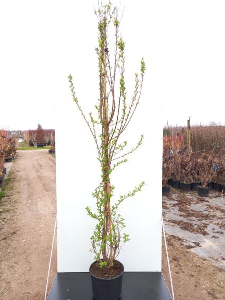 Prunkspiere (Exochorda racemosa) 'Magical Springtime', 175-200 cm, C20, mehrtriebige Pflanze im Topf mit frischem Austrieb.