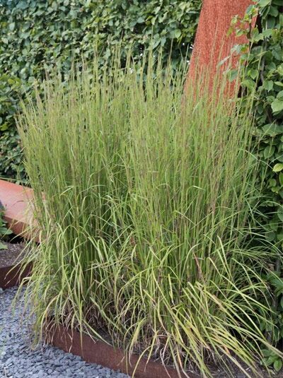 Prärie-Besengras 'Cairo' / Schizachyrium (Andropogon) scoparium 'Cairo'