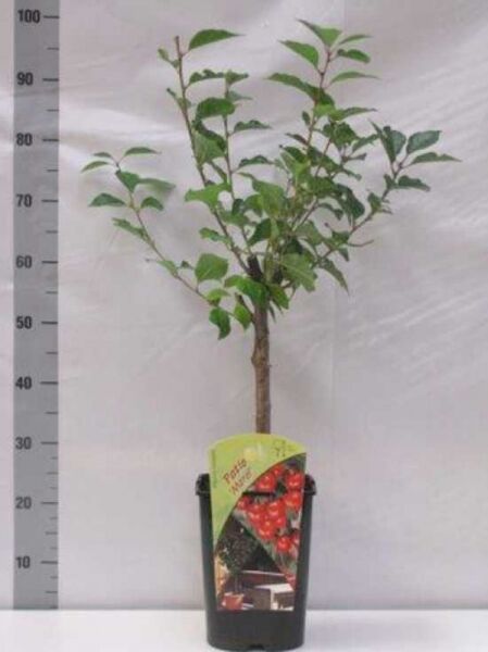 Prunus cerasus 'Schattenmorelle' / Sauerkirsche 'Schattenmorelle' / Heimanns Rubinweichsel