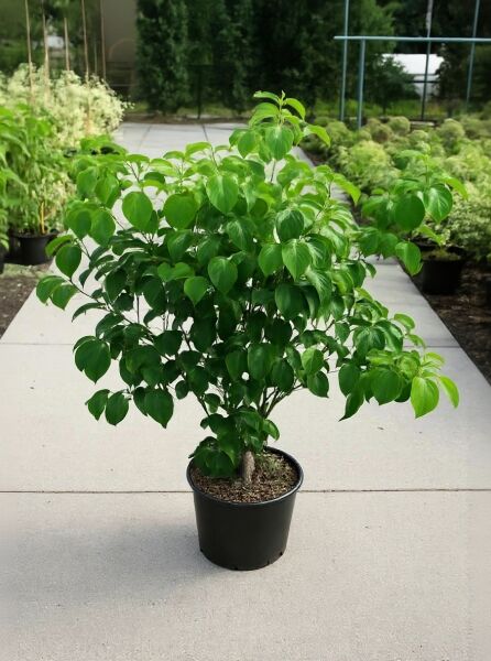 Blumen-Hartriegel (Cornus rutgersensis) 'Stellar Pink ®', 125–150 cm, im C20-Container mit grünem Laub.