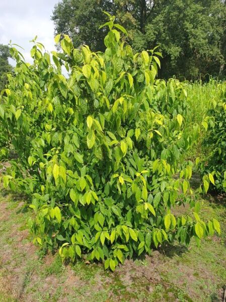 Chimonanthus praecox (Chinesische Winterblüte) Solitär 150–200 cm m. B., buschiger Strauch mit grünem Laub