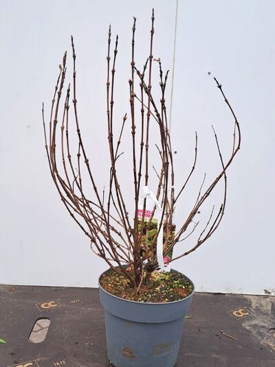 Weigela florida 'Nana Variegata' / Liebliche Weigelie 'Nana Variegata' 60-80 cm C5, laubabwerfender Strauch im Topf mit verzweigten Trieben