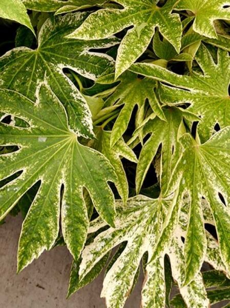 Weiß-Bunte Zimmeraralie 'Variegata' / Fatsia japonica 'Variegata'