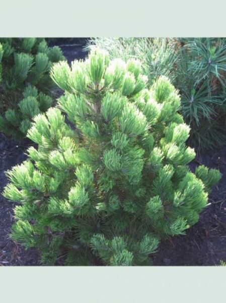 Kompakte Schlangenhautkiefer / Zwerg-Schlangenhautkiefer / Kompakte Schlangenhautkiefer / Zwerg-Schlangenhautkiefer