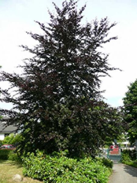 Blutbuche 'Atropurpurea'  / Fagus sylvatica 'Atropurpurea'