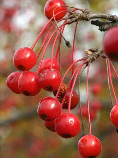 Zierapfel 'Donald Wyman' / Zierapfel 'Donald Wyman'