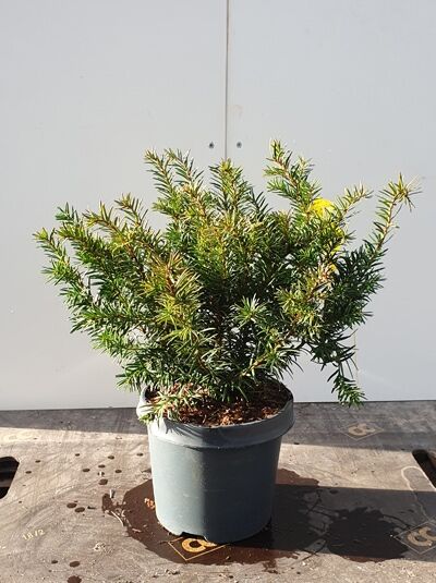 Kissen-Eibe / Tafel-Eibe / Kissen-Eibe / Tafel-Eibe