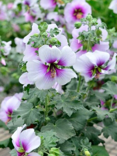 Mittelmeer-Strauchmalve / Lavatera maritima