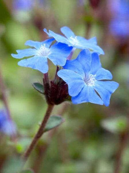 Burma-Bleiwurz  / Ceratostigma griffithii