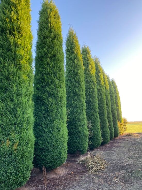 Leyland Zypresse 'Blue Jeans' - Cupressocyparis leylandii 'Blue Jeans'