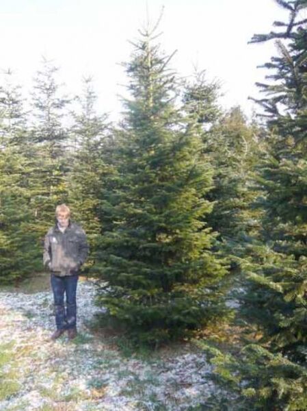 Abies nordmanniana / Nordmanns-Tanne / Kaukasus-Tanne