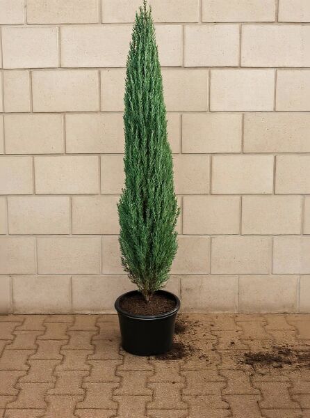 Irischer Säulen-Wacholder (Juniperus communis 'Hibernica') 125-150 cm, im C20-Topf, säulenförmiger, grüner Nadelstrauch.