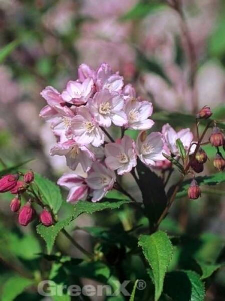 Kalmien-Deutzie / Deutzia kalmiiflora