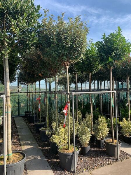 Elaeagnus ebbingei (Wintergrüne Ölweide) Hochstamm 12-14 StU im Container, kugelige Krone, im Baumschulquartier aufgestellt.