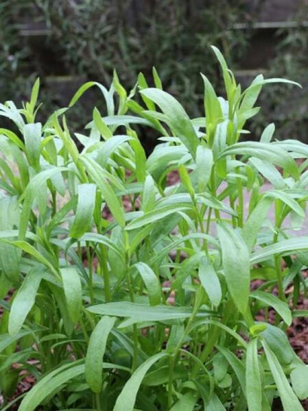 Russischer Estragon (Artemisia dracunculus) mit aufrechten Trieben und schmalen, lanzettlichen grünen Blättern in dichter Gruppe