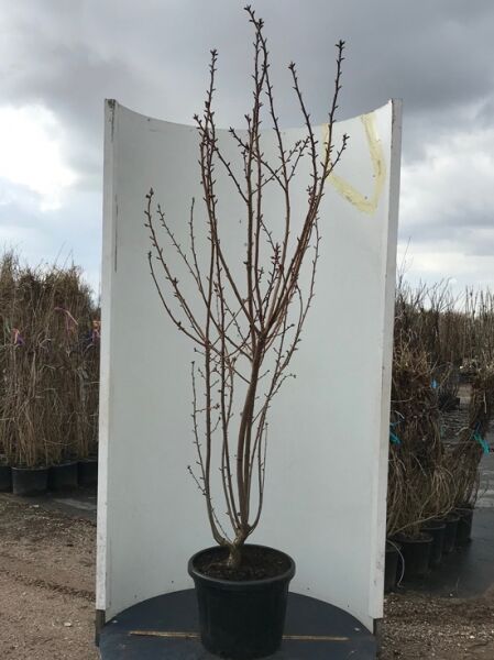 Prunus serrulata 'Kanzan' / Japanische Nelken-Kirsche, Japanische Blütenkirsche 250-300 cm C50, mehrtriebig im Container.