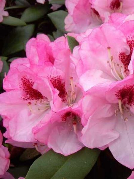 Rhododendron yakushimanum 'Nicoletta ®' / Rhododendron 'Nicoletta'