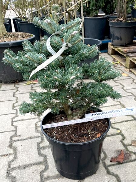 Kleine Grüne Korea-Tanne 'Tordis' / Kleine Grüne Korea-Tanne 'Tordis'