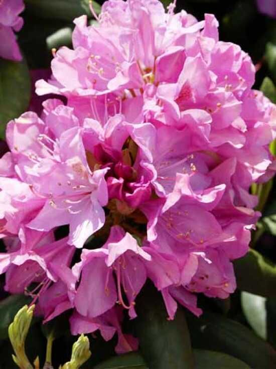 Rhododendron 'Roseum Elegans' kaufen