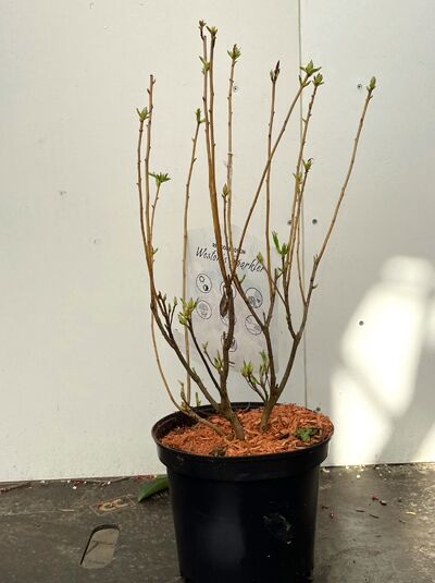 Azalea viscosa „Weston's Sparkler“ / Laubabwerfende Azalee, mehrtriebiger Strauch mit frischem Austrieb im Topf, 40–50 cm, C5