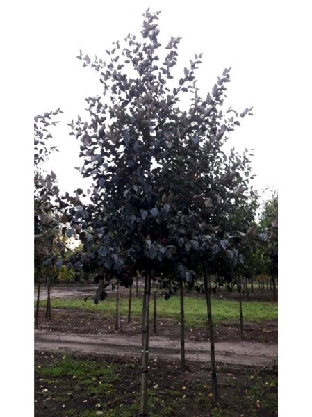 Malus 'Rudolph' / Zierapfel 'Rudolph' Hochstamm, Stammumfang 20-25 cm, rundliche Krone mit dunkellaubigem Austrieb.