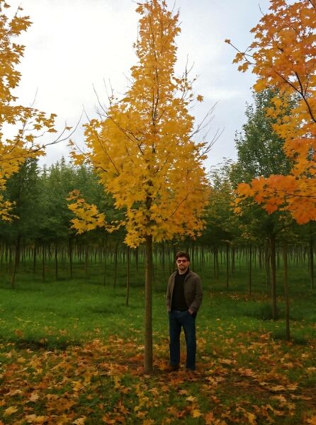 Spitz-Ahorn (Acer platanoides) Hochstamm 25–30 StU mit Drahtballen, Baum mit gelb-orangen Herbstblättern.