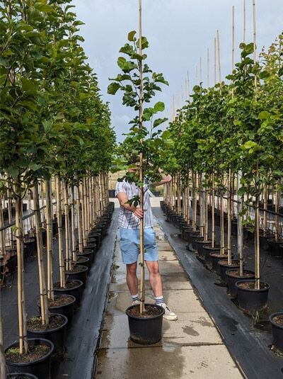 Magnolia 'Galaxy' / Großblumige Magnolie 'Galaxy' Hochstamm im Container, schlanker Stamm mit aufrechtem Trieb und grünen Blättern.