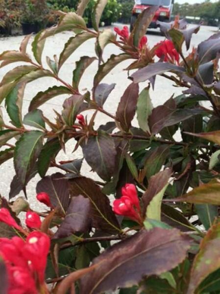 Weigela 'All Summer Red ®' / Weigela 'All Summer Red' / Glockenstrauch