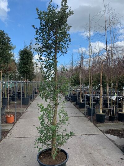 Kork-Eiche / Pantoffelbaum / Kork-Eiche / Pantoffelbaum