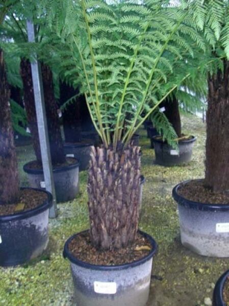 Baumfarn / Australischer Taschenfarn / Baumfarn / Australischer Taschenfarn