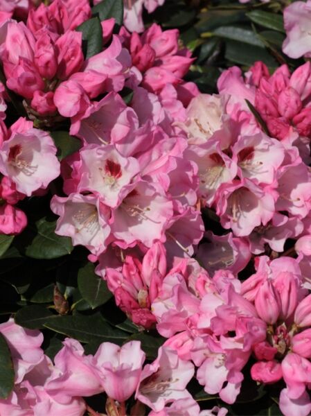 Rhododendron 'Kamti'  / Rhododendron Hybride 'Kamti'