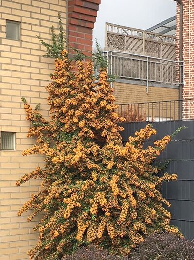 Pyracantha 'Golden Charmer' / Feuerdorn 'Golden Charmer'