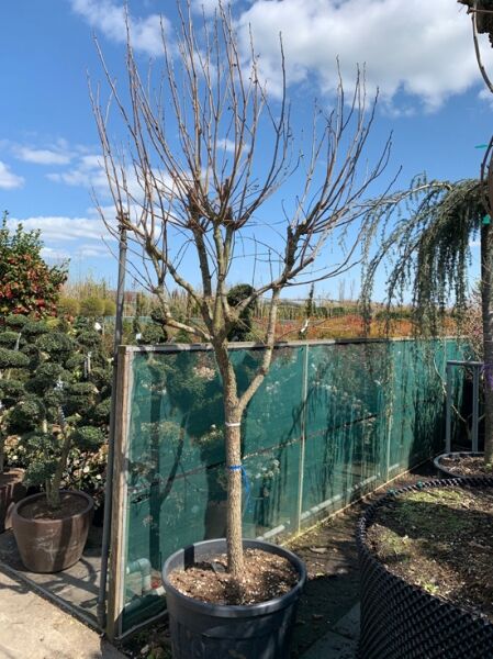 Diospyros kaki Kakipflaume, Halbstamm 20-25 STU C130, laubloser Baum im Container mit verzweigter Krone.