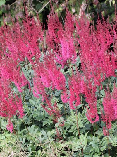 Astilbe arendsii 'Augustleuchten' / Prachtspiere