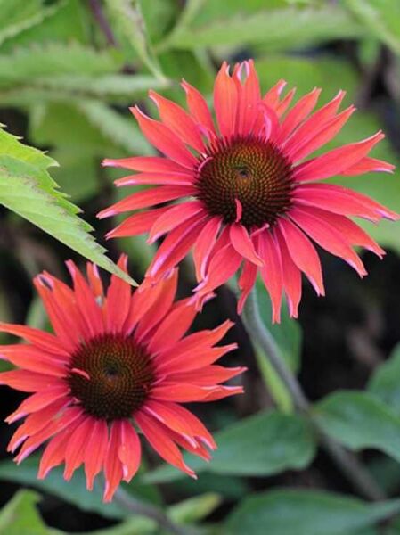 Purpur-Sonnenhut 'Hot Lava®' / Echinacea purpurea 'Hot Lava®'