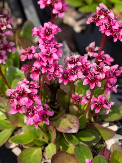 Bergenie, Riesensteinbrech 'Flirt®' / Bergenia cordifolia 'Flirt®'