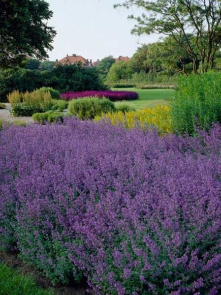 Nepeta faassenii 'Walkers Low' / Katzenminze