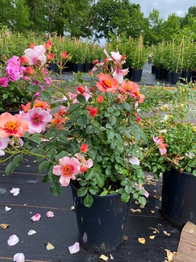 Rosa 'Orienta Shila'® / Strauchrose 'Orienta Shila'® C5, rosa bis korallenfarbene Blüten an buschigem Strauch im Topf.