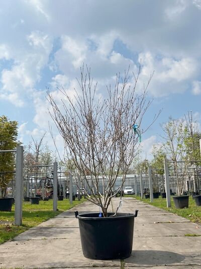 Japanischer Blumen-Hartriegel 'Schmetterling' mehrstämmig / Cornus kousa 'Schmetterling' (876195)