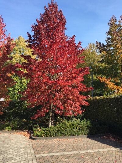 Liquidambar styraciflua 'Moraine' / Amerikanischer Amberbaum 'Moraine'