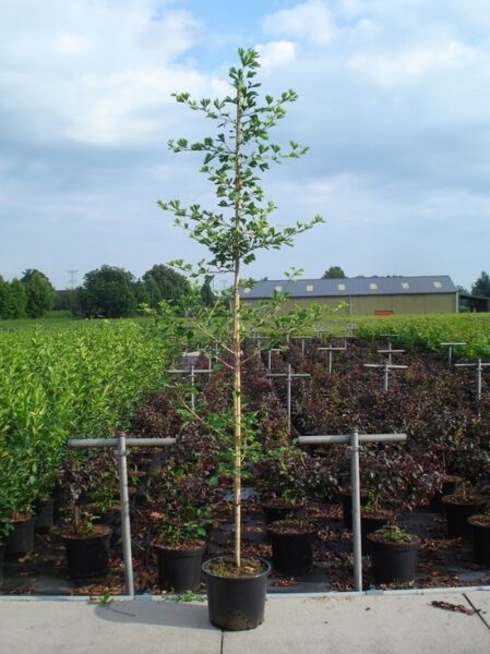 Ginkgo biloba (Ginkgobaum/Fächerblattbaum) Heister 6-8 StU C25 im Pflanztopf, schlanker Stamm mit grünen Blättern.