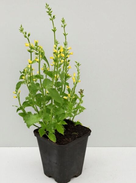 Mexiko-Duftnessel (Agastache mexicana) 'Kudos Yellow' im Topf, grüne Blätter und gelbe Blüten an aufrechten Stielen.