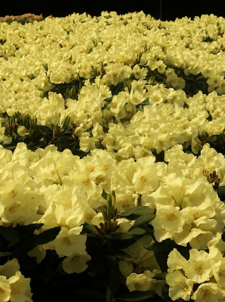 Rhododendron 'Goldinetta' - Rhododendron wardii 'Goldinetta ' - Baumschule  NewGarden