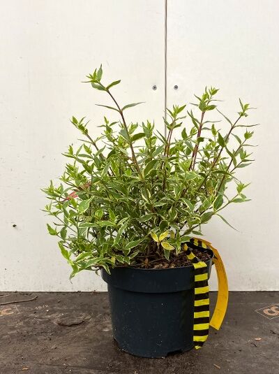 Abelia grandiflora 'Hopleys' Großblumige Abelie, 20-30 cm, grünes Blattwerk mit weißen Rändern, Topfpflanze im schwarzen Pflanzgefäß.