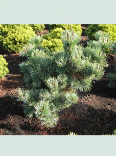 Pinus pumila 'Glauca' / Blaue Kriech-Kiefer